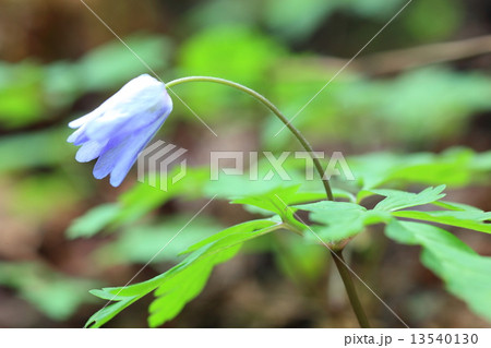 キクザキイチゲの花 13540130