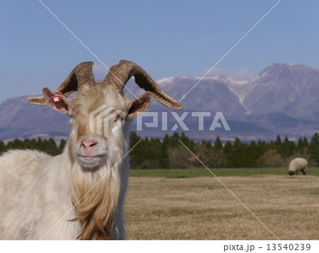 牧場の山羊 13540239