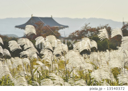 ススキと朱雀門 13540372