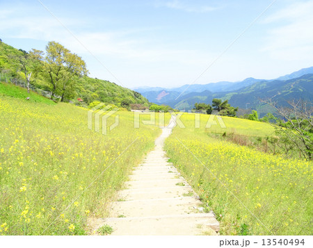 翠波高原の菜の花畑とずっと続く小道 13540494
