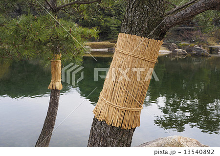 こも巻き 13540892