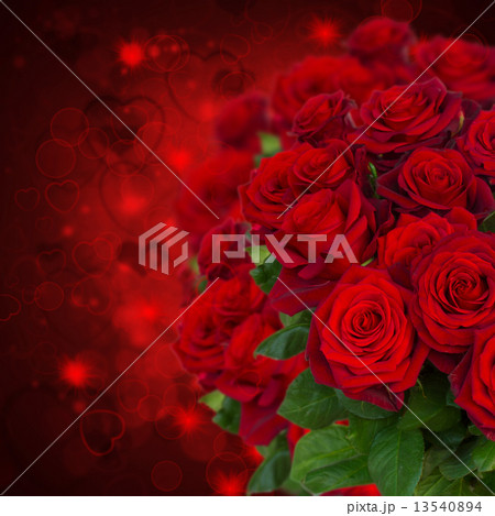 scarlet roses  on dark background 13540894