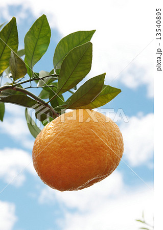 青空に爽やかな甘夏 青空に爽やかな甘夏 13540895