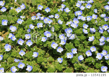 オオイヌノフグリの花 オオイヌノフグリの花 13541195