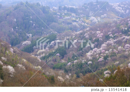 陸郷桜仙峡の山桜 陸郷桜仙峡の山桜 13541418