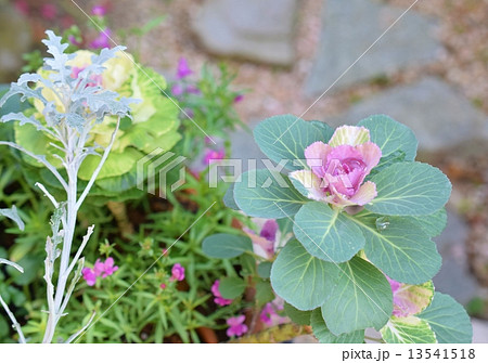 葉牡丹（冬の寄せ植え） 13541518