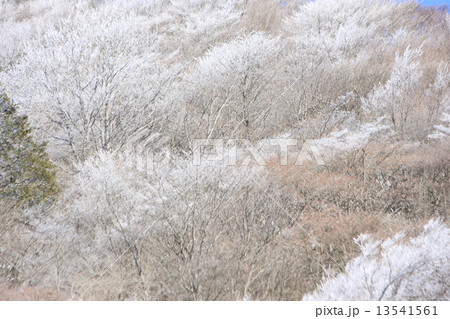 茶臼山の美しい霧氷 13541561
