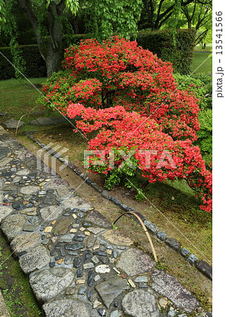 京都 桂離宮 草の飛石とサツキ 京都 桂離宮 草の飛石とサツキ 13541566