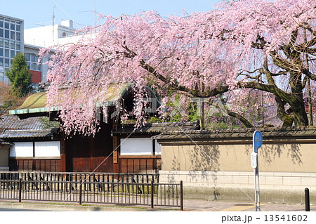 京都　有栖川宮旧邸(有栖館)の枝垂れ桜  13541602