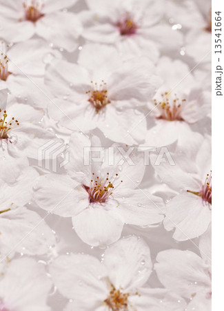 水に浮かんだ桜　春イメージ　イメージ素材　桜のパターン 13541664