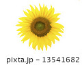 Sunflower Isolated Sunflower Isolated 13541682