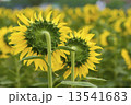 Back of sunflower in the field, Thailand. Back of sunflower in the field, Thailand. 13541683