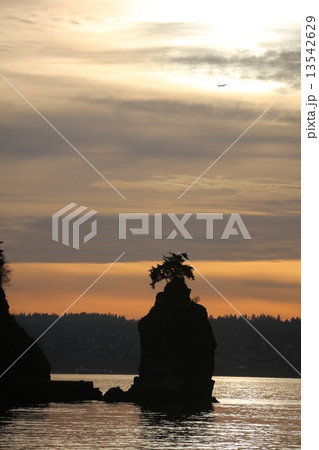 スタンレーパークの夕焼けーStanley Park in Sunset 13542629
