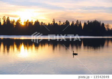 湖面に映る夕焼けとカナダグース-Canadian Goose and sunset reflected in the Lost Lagoon 湖面に映る夕焼けとカナダグース-Canadian Goose and sunset reflected in the Lost Lagoon 13542649