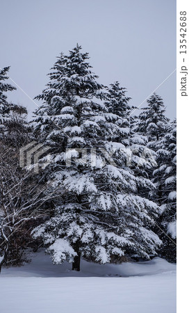 雪と木 13542688