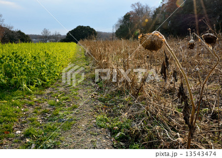 冬の菜の花畑 13543474