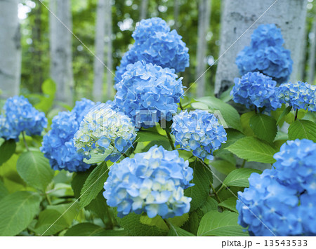 紫陽花 13543533