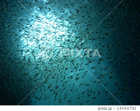 スケルトンな幼魚の群れ 13543792