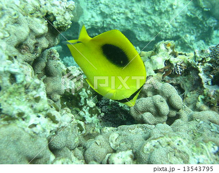 トノサマダイ トノサマダイ 13543795