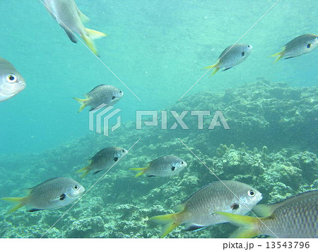 キホシスズメダイの群れ 13543796