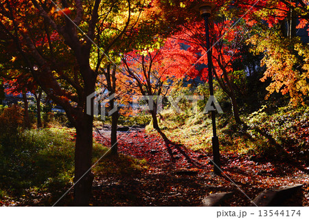 御岳渓谷 紅葉の写真素材