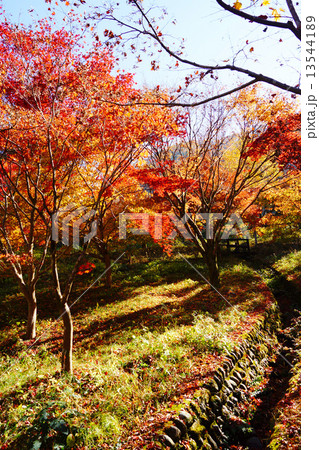 御岳渓谷　紅葉 13544189