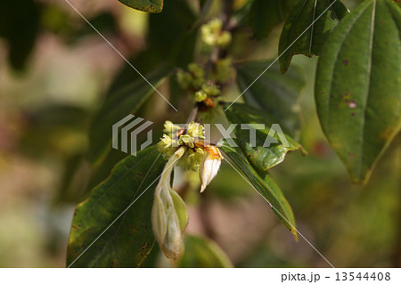 テンダイウヤクの花 テンダイウヤクの花 13544408