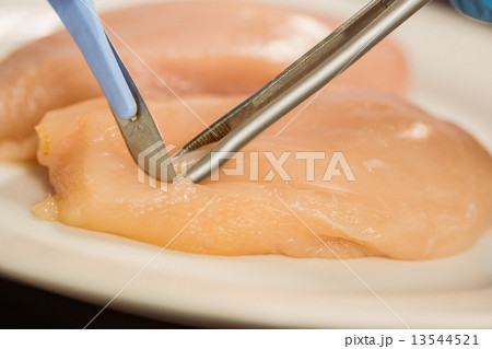 Food scientist dissecting raw chicken Food scientist dissecting raw chicken 13544521