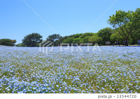 ネモフィラ 茨城 ひたちなか 国営ひたち海浜公園 ネモフィラ 茨城 ひたちなか 国営ひたち海浜公園 13544720