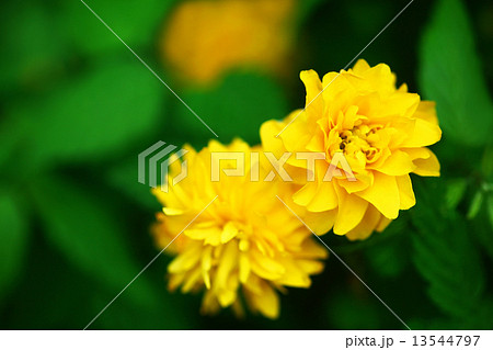 ヤエヤマブキの花 13544797