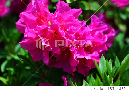 オオムラサキツツジの花 オオムラサキツツジの花 13544825