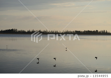 湖の朝 13544955