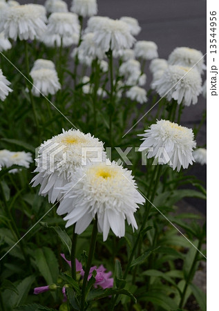 白い菊の花 13544956