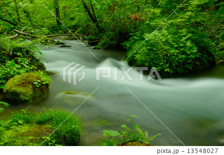 青森 新緑の奥入瀬渓流 青森 新緑の奥入瀬渓流 13548027