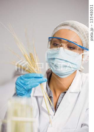 Food scientist looking at wheat 13548031