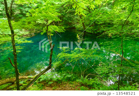 青森　新緑の白神山地　十二湖 13548521