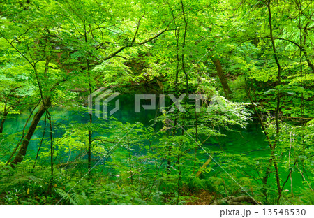 青森　新緑の白神山地　十二湖 13548530