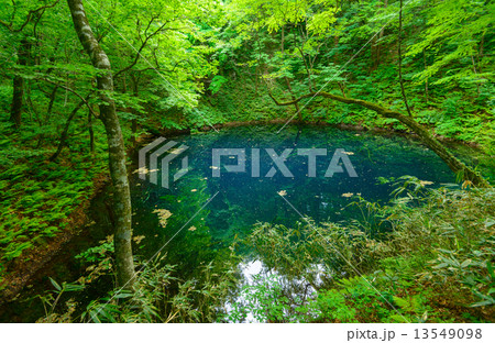 青森 新緑の白神山地 十二湖 青池 青森 新緑の白神山地 十二湖 青池 13549098