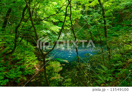 青森　新緑の白神山地　十二湖　青池 13549100