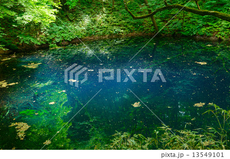 青森　新緑の白神山地　十二湖　青池 13549101