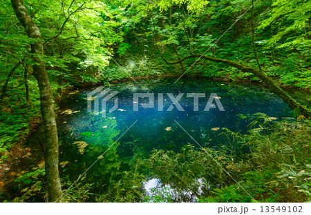 青森　新緑の白神山地　十二湖　青池 13549102