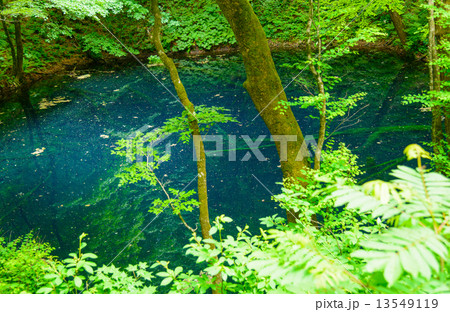 青森 新緑の白神山地 十二湖 青池 青森 新緑の白神山地 十二湖 青池 13549119