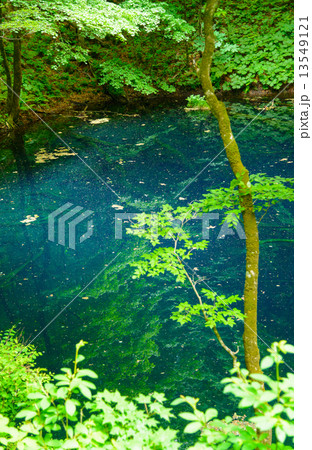 青森　新緑の白神山地　十二湖　青池 13549121