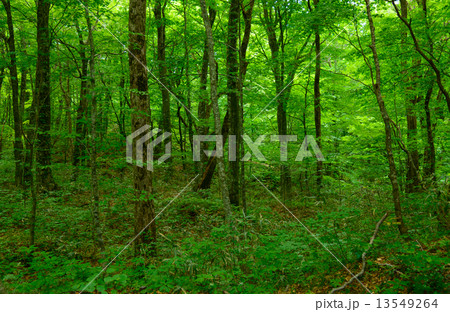 青森　新緑の白神山地 13549264