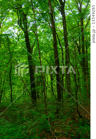 青森　新緑の白神山地 13549265
