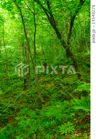 青森　新緑の白神山地 13549278