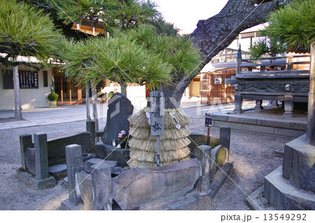 柴又帝釈天の瑞龍松 13549292