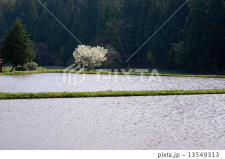 田植えまじかの飯南町の田圃の景色 13549313