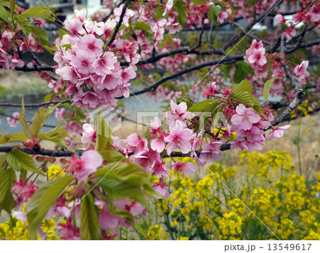 早春の河津桜 13549617