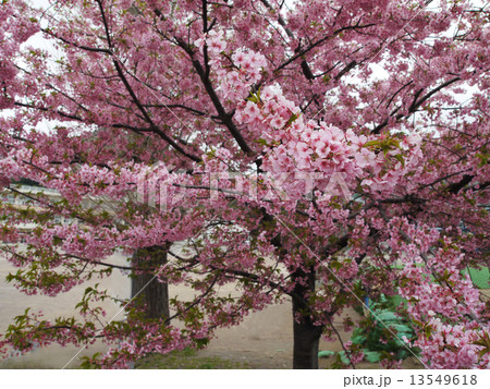 早春の河津桜 13549618